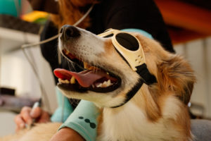 dog with goggles receiving laser therapy