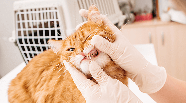 veterinarian providing dental check-up to a cat