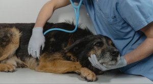 dog receiving a check-up from a vet