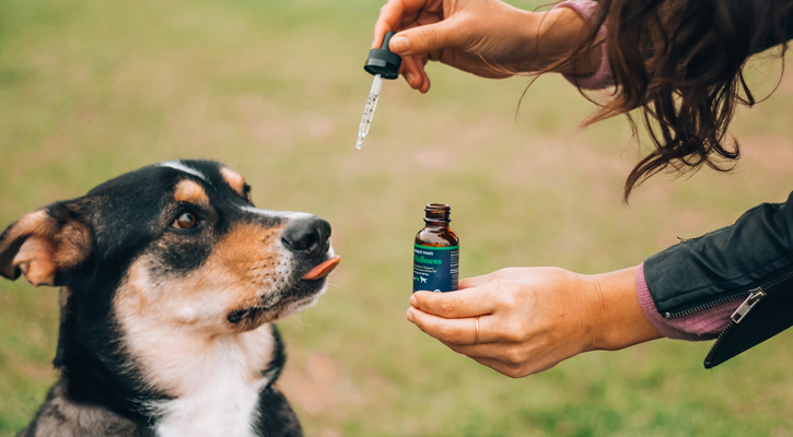 dog being given medicine drops from a person
