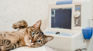 cat laying down and receiving an ultrasound