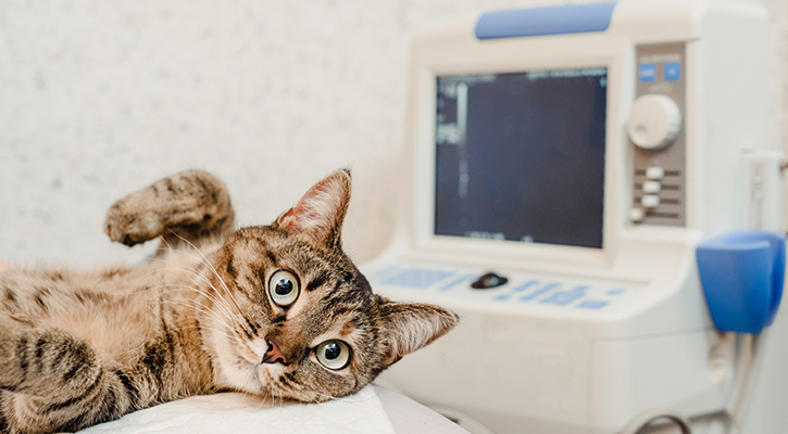 cat laying down and receiving an ultrasound
