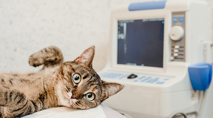 pet-ultrasound cat laying down and receiving an ultrasound